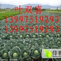 湖北嘉鱼甘蓝10月到4大量上市，品种齐全