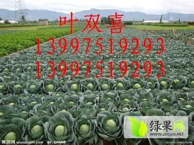 2014年湖北嘉鱼青杂三号价格
