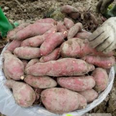 惠来红薯欢迎合作,仙庵胡坚欣诚信合作