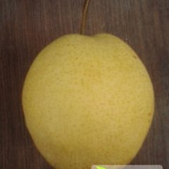 华县砀山梨9月15日即将上市 敬请关注