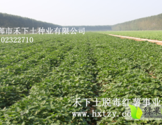 河北2015年高产脱毒红薯苗预订邯郸市禾下土