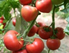 天马54番茄种子