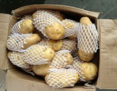 大量供应肥城土豆（荷兰十五）桃园镇