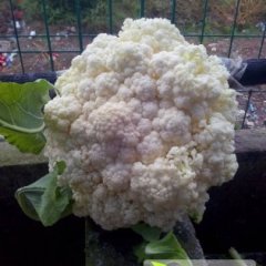 2014东台弶港农场数百亩有机花菜大量供应市场