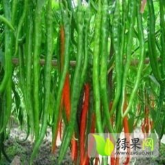 费县辣椒何去何从,兴隆许凡诚信合作