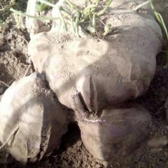 成安南彭李晓东10月商薯19红薯