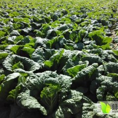 甘肃金川娃娃菜大量上市
