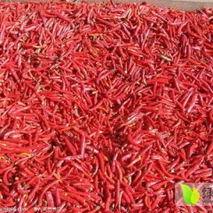 2014金乡辣椒钱多人傻速来抢购