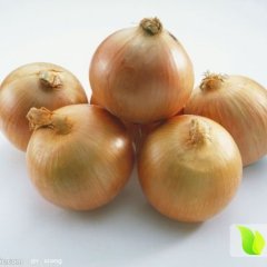 莱阳小莱王庭10月黄皮洋葱