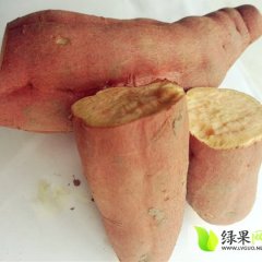 安次红薯绿色无公害,葛渔地瓜网诚信合作