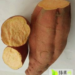河北安次138红薯逐渐升温
