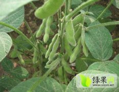 2014萧县豆大量出售，个大，籽粒饱满