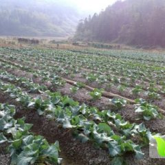 古田杉洋黄乾忠11月白面青梗松花菜菜花