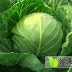 2014嘉鱼甘蓝收购工作全面开展