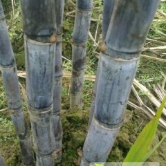 销售时间最长的宾阳甘蔗正在热售0.75-0.90