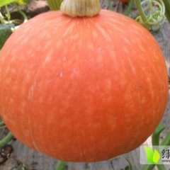 2014禹城南瓜走过路过不要错过