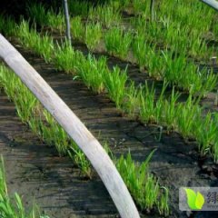 河北饶阳汉中韭王韭菜著名品种