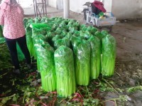 山东沂南西芹菜