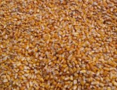 博爱大量供应玉米 小麦等 现有玉米10万多斤
