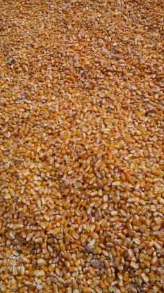 博爱大量供应玉米 小麦等 现有玉米10万多斤