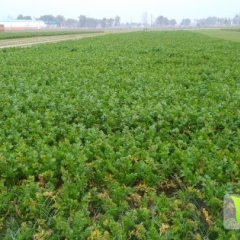 杞县苏木马亮11月芹菜