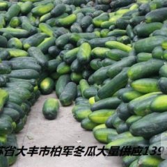 江苏大丰子弹头黑皮冬瓜著名品牌