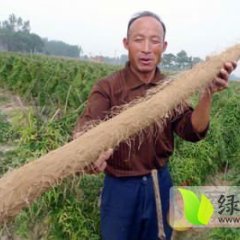 供应九斤黄山药