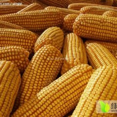 2014涿州玉米俏销大江南北