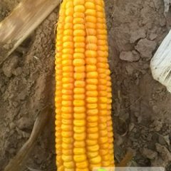 鄂托克前旗百万亩优质玉米大量上市