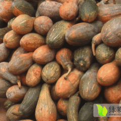 禹城南瓜著名品种,房寺孙先生诚信合作