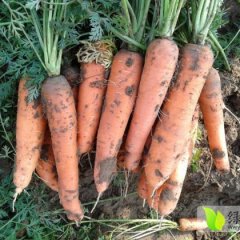 凌海其他蔬菜价格行情平稳,周边刘爱华诚信合作