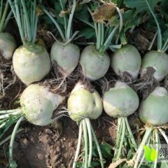 2014凌海芥菜再不来就没机会了！