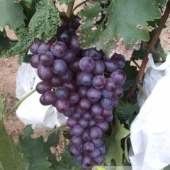 栖霞寨里高洋10月红宝石无核葡萄