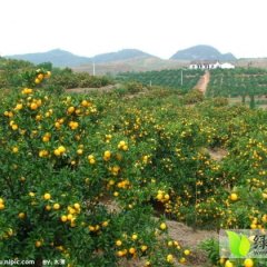 2014临川柑橘抓住商机无限