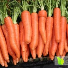 河南开封县红萝卜