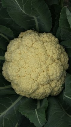 2014年山东武城白面青梗松花菜价格