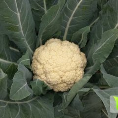 河北衡水故城大面积供应有机菜花