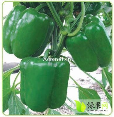 2014年山东莘县园椒价格