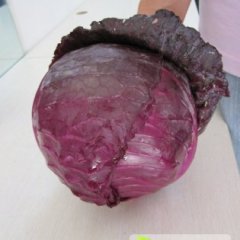 新野绿欣张先生10月紫甘蓝，比久其他蔬菜