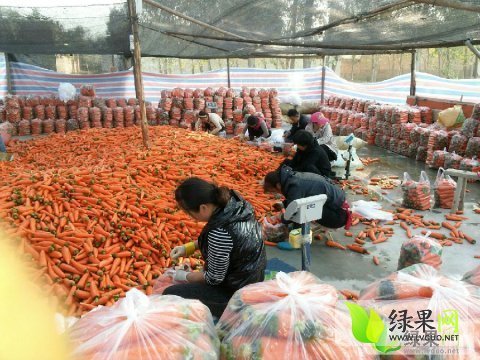 2014年河北清苑三红萝卜价格