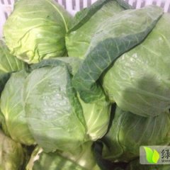 2014新洲甘蓝俏销大江南北