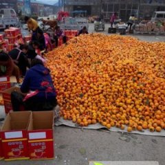 2015砀山柿子俏销大江南北