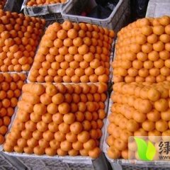 2014点军柑橘再不来就没机会了！