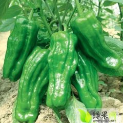 费县兴隆许凡10月麻辣椒