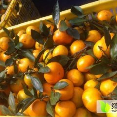 澧县柑橘早买早赚,复兴曾贤法诚信合作