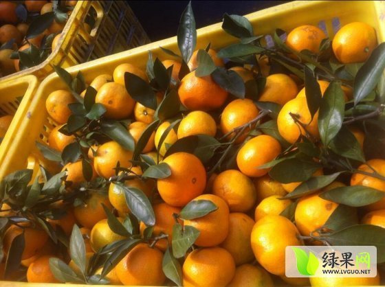 2014年湖南澧县柑桔价格