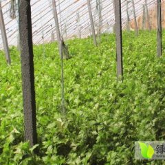 苏家屯芹菜是名优特产,红菱苏理诚信合作