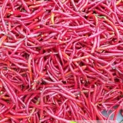 通江辣椒 二荆条辣椒