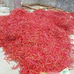 通江至城绿色蔬菜种植基地