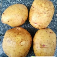 静宁土豆聚焦市场,原安朱林诚信合作